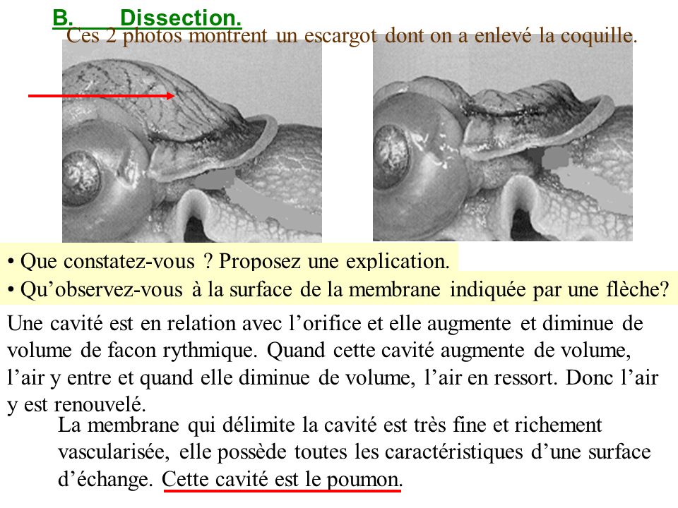 B. Dissection. Ces 2 photos montrent un escargot dont on a enlevé la coquille. Que constatez-vous Proposez une explication.