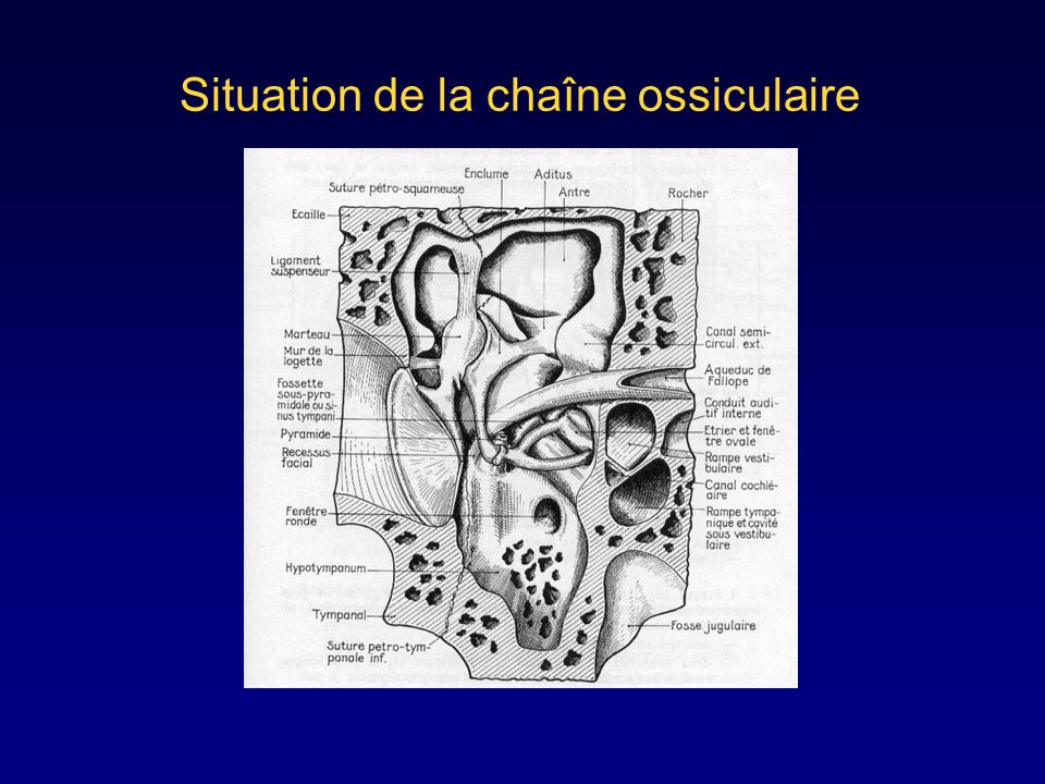 Situation de la chaîne ossiculaire