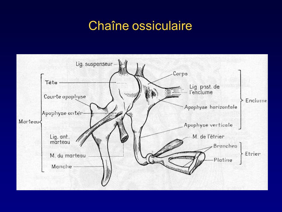 Chaîne ossiculaire
