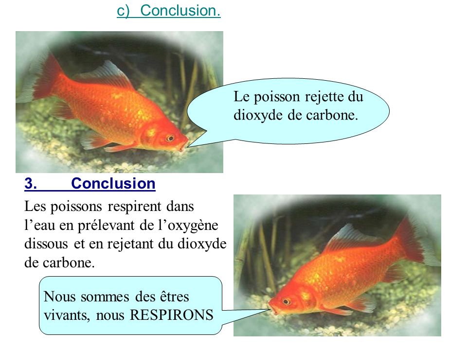 c) Conclusion. Le poisson rejette du dioxyde de carbone. 3. Conclusion.