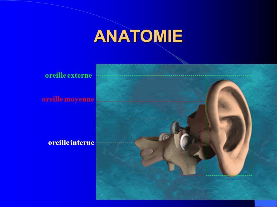 ANATOMIE oreille externe oreille moyenne oreille interne