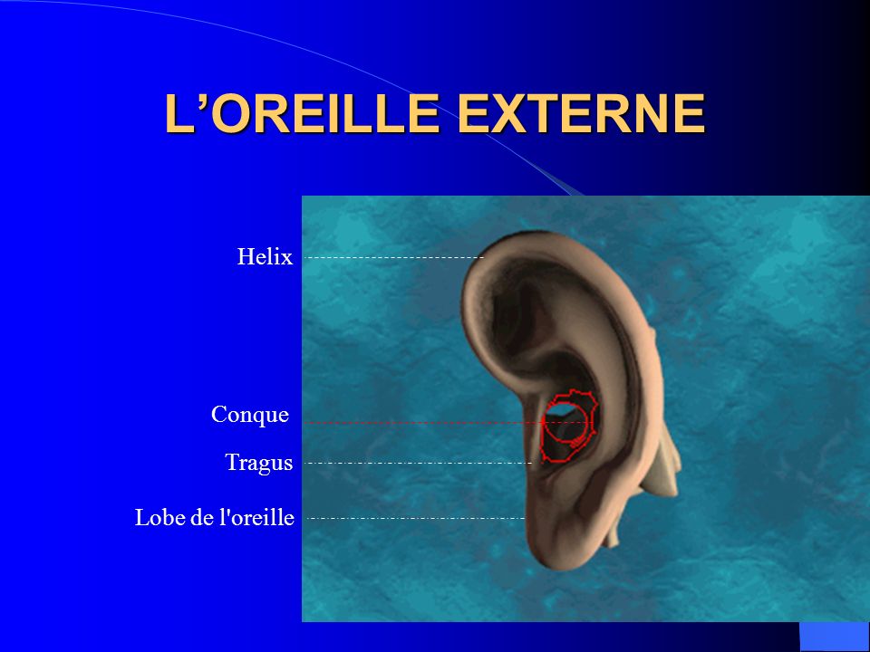 L’OREILLE EXTERNE Helix Conque Tragus Lobe de l oreille