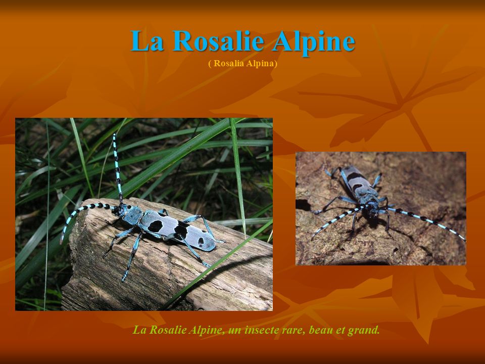 La Rosalie Alpine ( Rosalia Alpina)