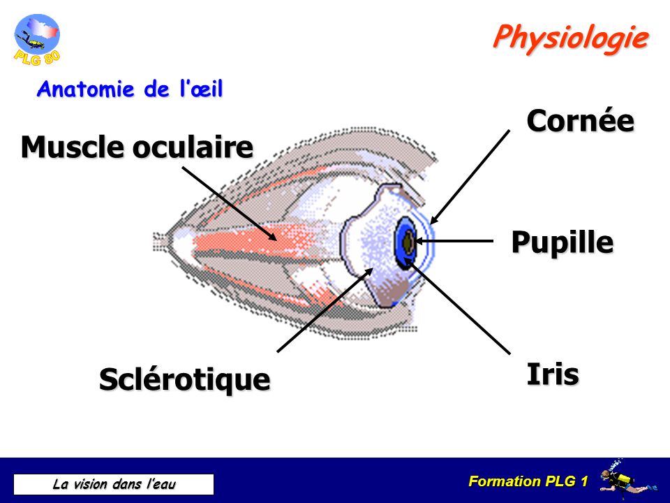 Physiologie Cornée Muscle oculaire Pupille Iris Sclérotique