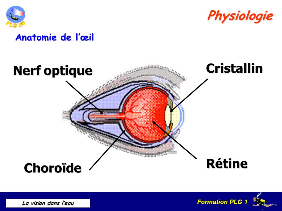 Physiologie Cristallin Nerf optique Rétine Choroïde Anatomie de l’œil