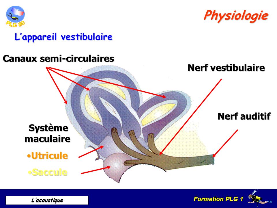 Physiologie L’appareil vestibulaire Canaux semi-circulaires