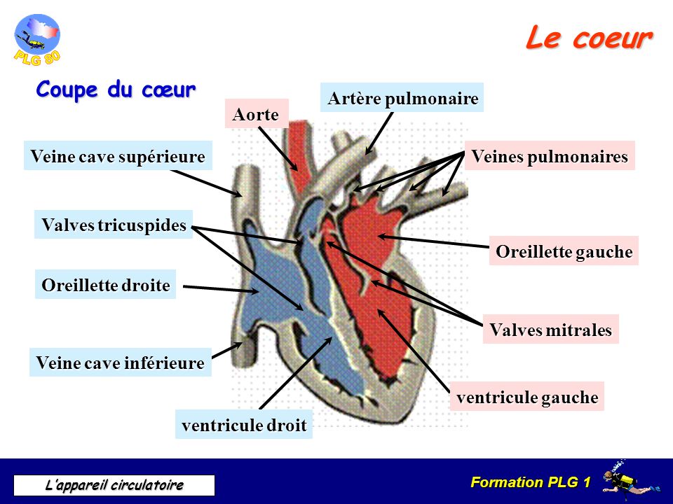 Le coeur Coupe du cœur Artère pulmonaire Aorte Veine cave supérieure
