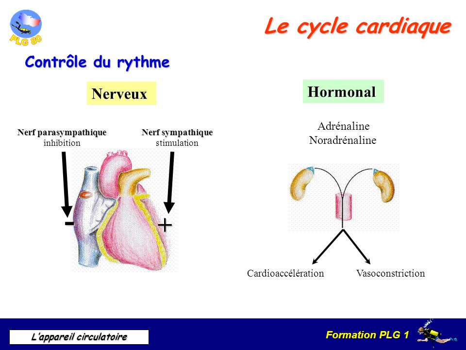 - + Le cycle cardiaque Contrôle du rythme Hormonal Nerveux Adrénaline