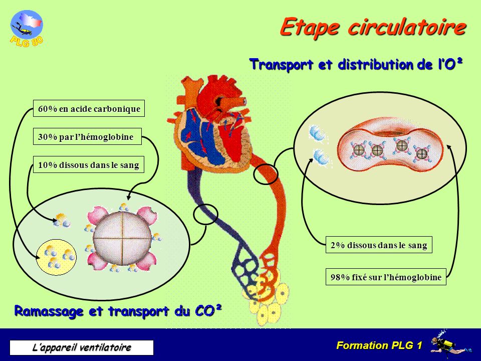 Etape circulatoire Transport et distribution de l’O²