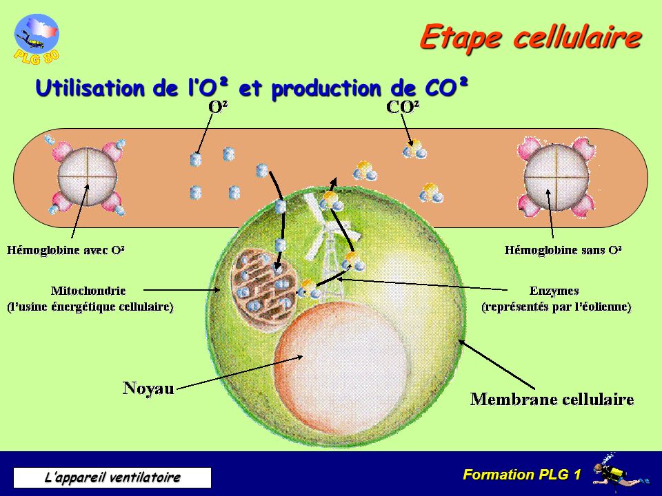 Etape cellulaire Utilisation de l’O² et production de CO²