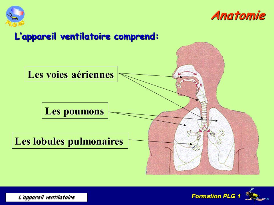 Anatomie Les voies aériennes Les poumons Les lobules pulmonaires