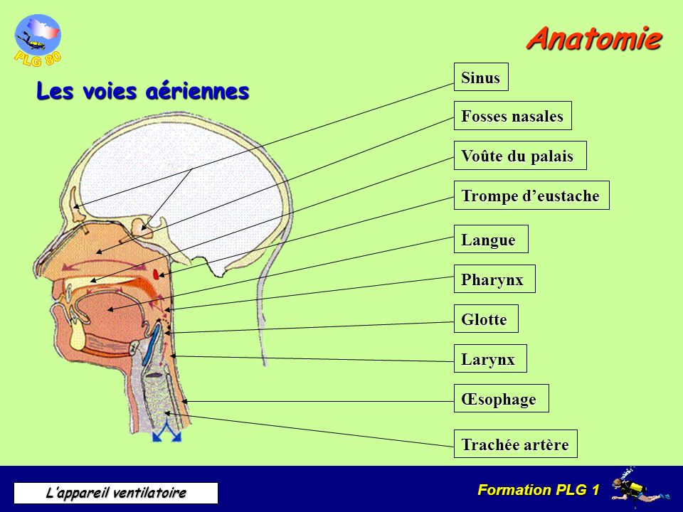 Anatomie Les voies aériennes Sinus Fosses nasales Voûte du palais