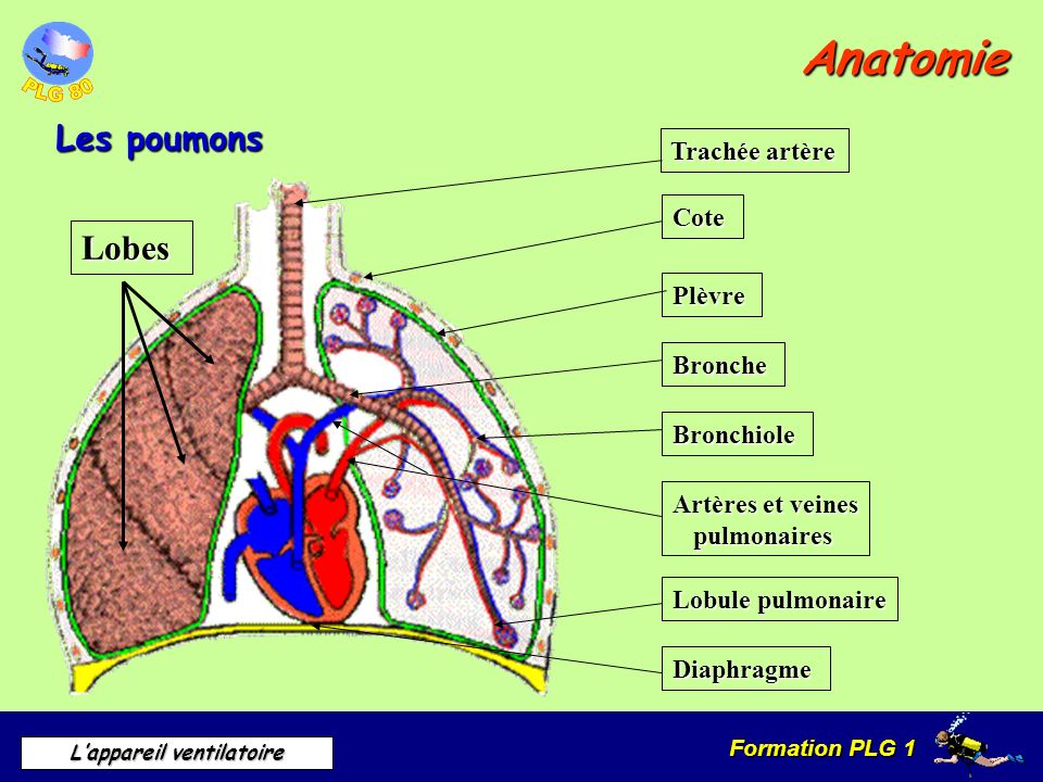 Anatomie Les poumons Lobes Trachée artère Cote Plèvre Bronche