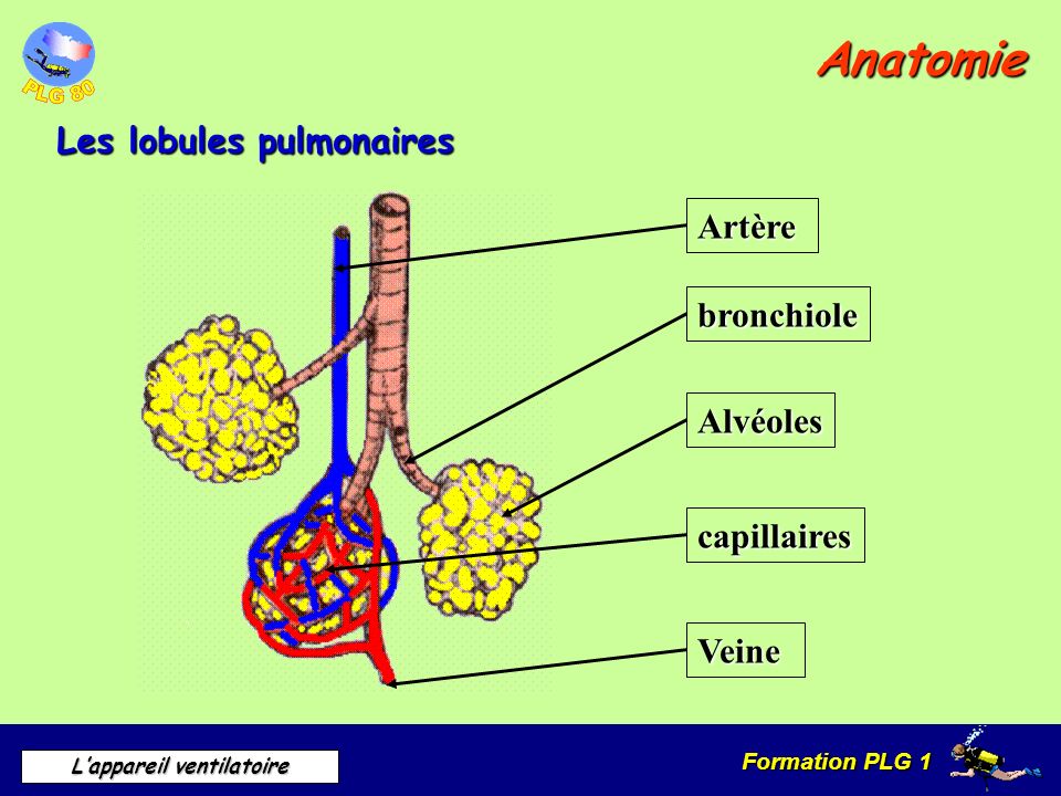Anatomie Les lobules pulmonaires Artère bronchiole Alvéoles
