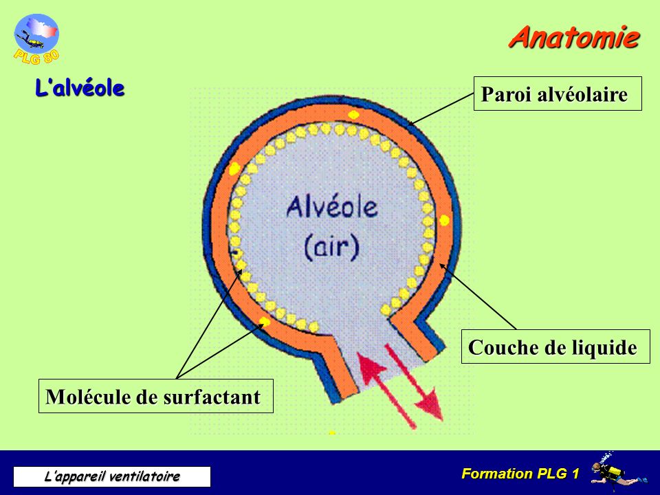 Anatomie L’alvéole Paroi alvéolaire Couche de liquide