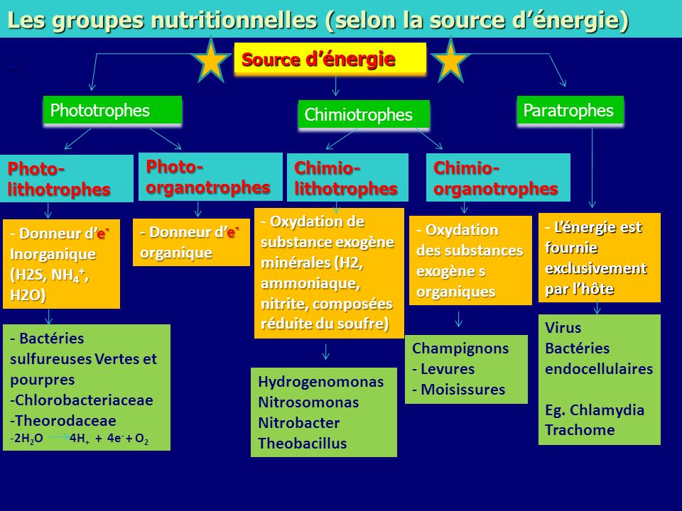 Les groupes nutritionnelles (selon la source d’énergie)