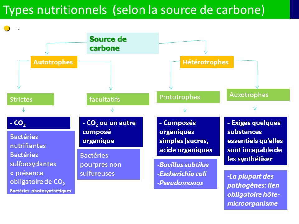 Types nutritionnels (selon la source de carbone) -