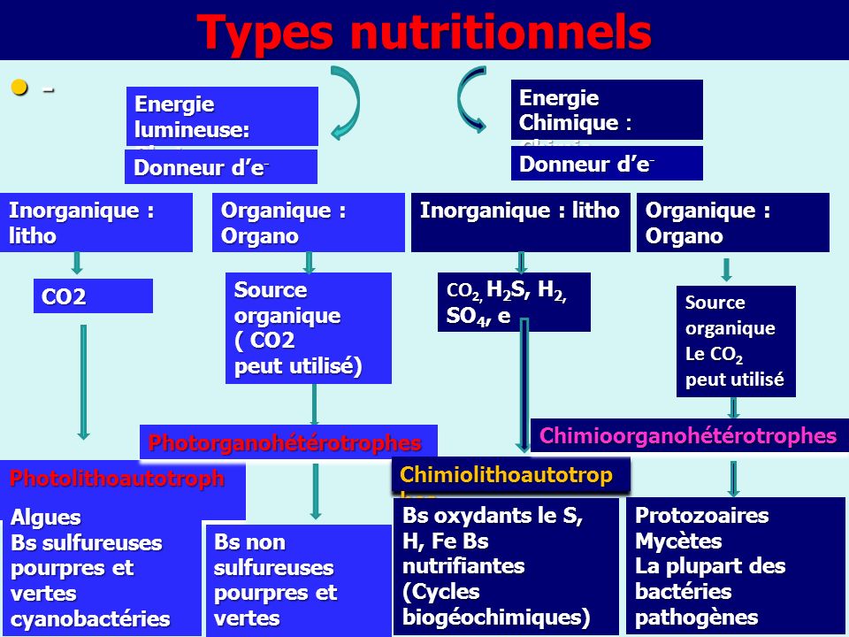 Types nutritionnels - Energie Chimique : Chimio