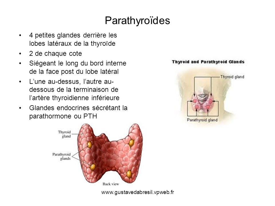 Parathyroïdes 4 petites glandes derrière les lobes latéraux de la thyroïde. 2 de chaque cote.