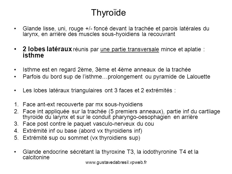 Thyroïde Glande lisse, uni, rouge +/- foncé devant la trachée et parois latérales du larynx, en arrière des muscles sous-hyoidiens la recouvrant.