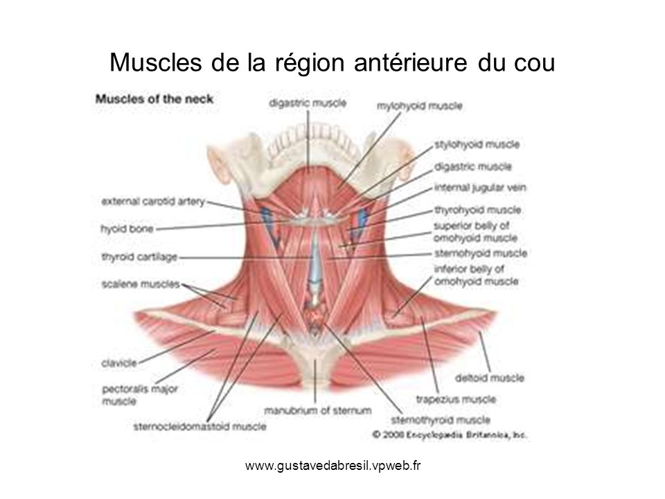 9: Muscles de la tête