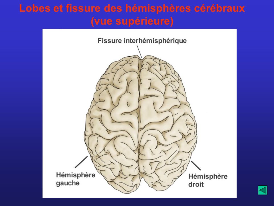 Lobes et fissure des hémisphères cérébraux (vue supérieure)
