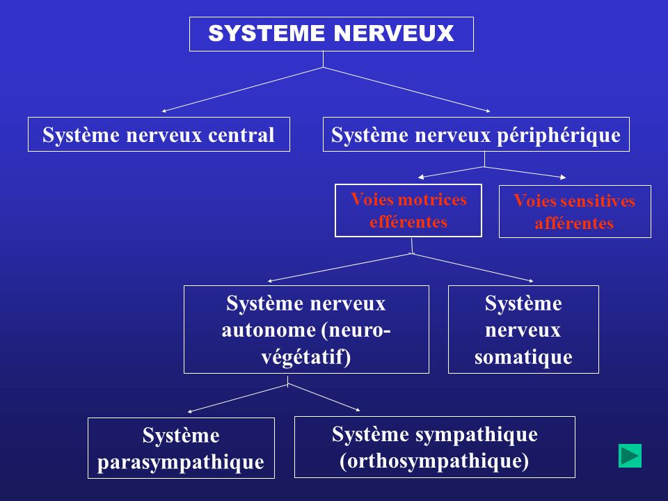 Système nerveux central Système nerveux périphérique