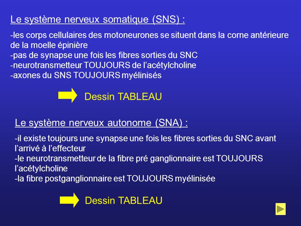 Le système nerveux somatique (SNS) :