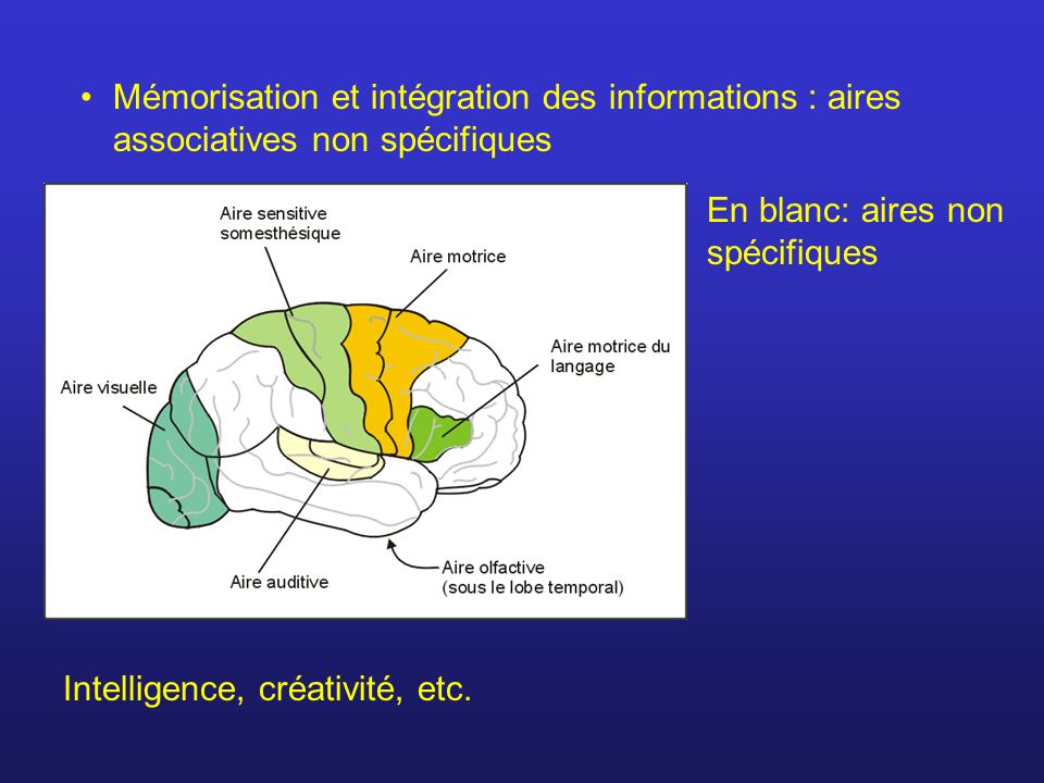 Mémorisation et intégration des informations : aires associatives non spécifiques