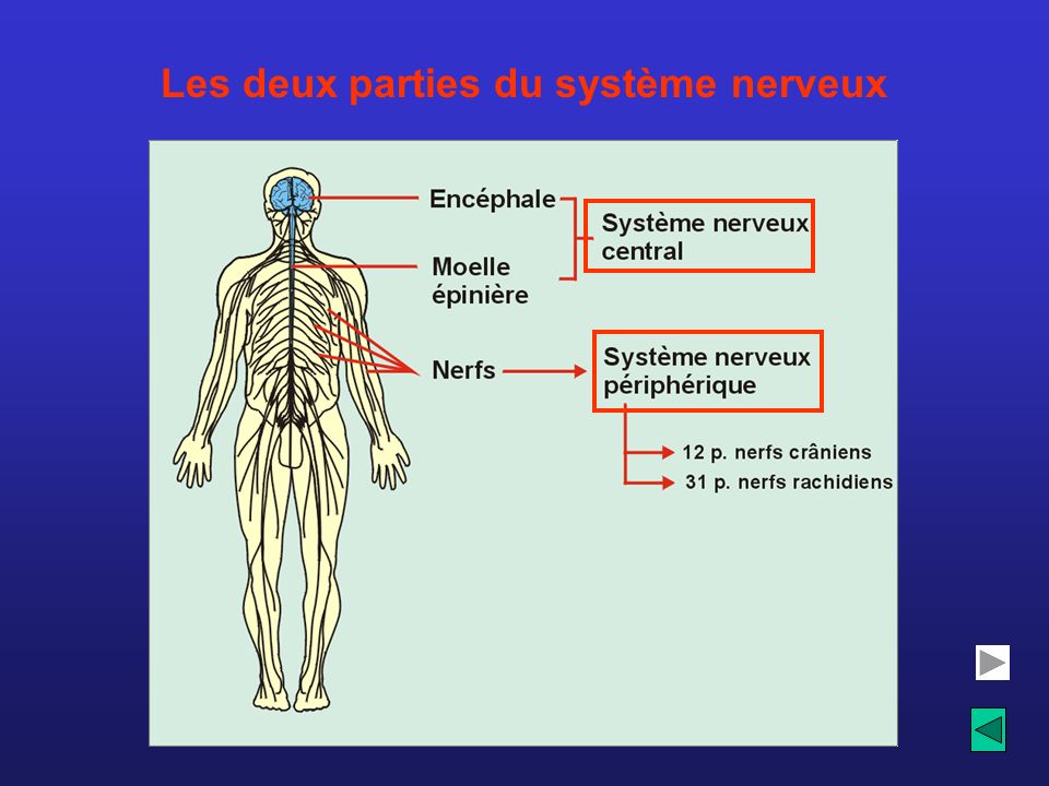 Les deux parties du système nerveux