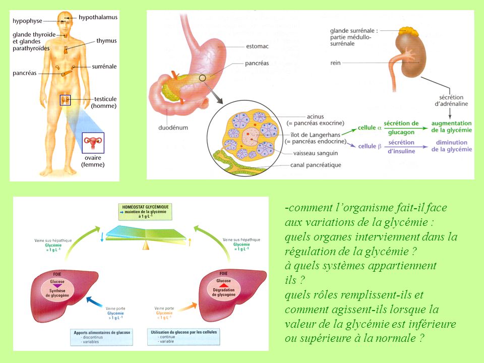 comment l’organisme fait-il face aux variations de la glycémie :