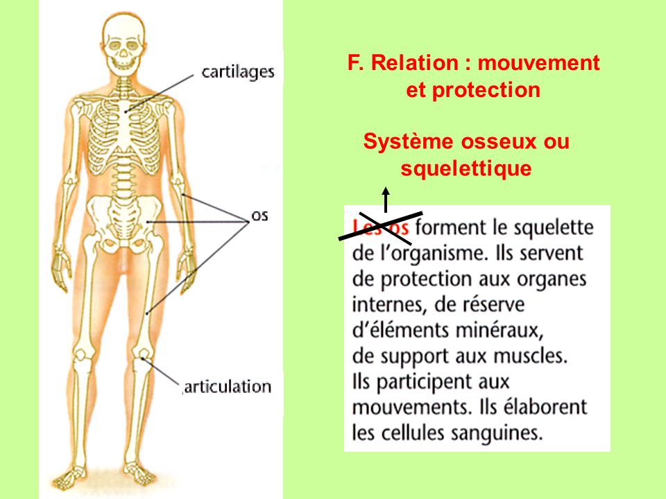 Système osseux ou squelettique