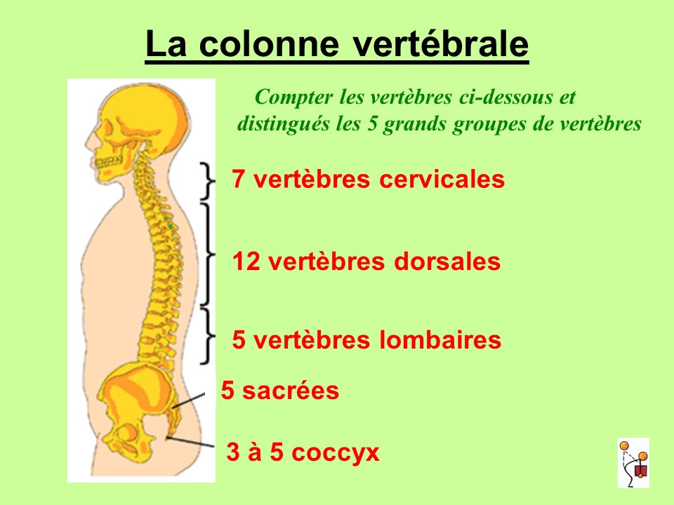 La colonne vertébrale 7 vertèbres cervicales 12 vertèbres dorsales