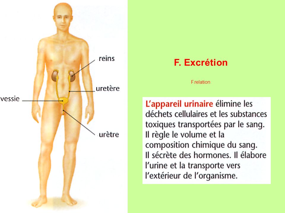 F. Excrétion F.relation