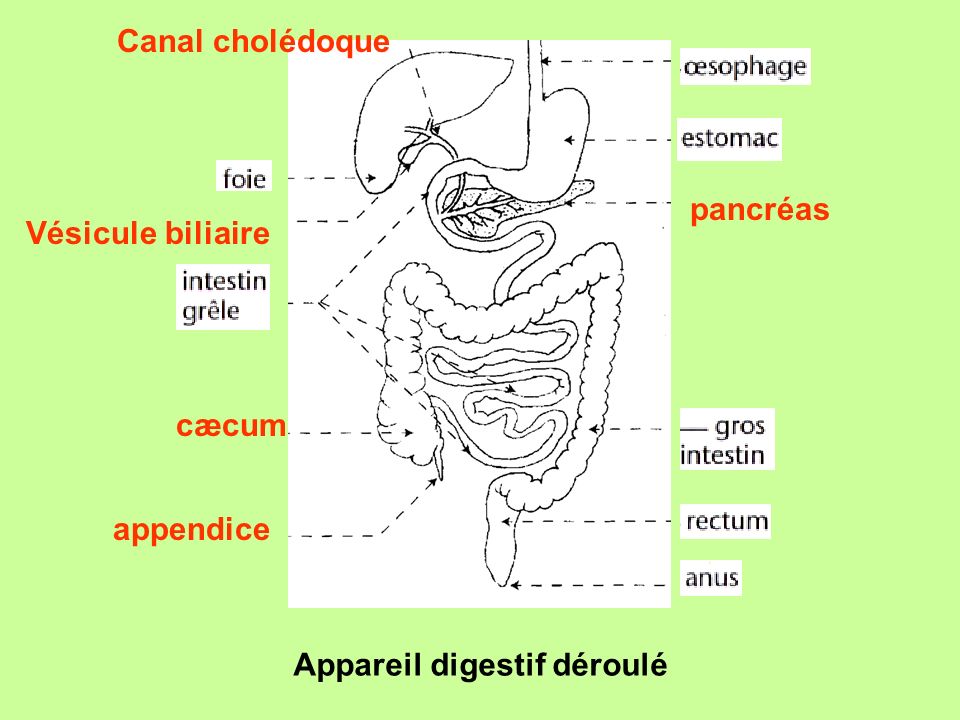 Canal cholédoque pancréas Vésicule biliaire cæcum appendice Appareil digestif déroulé