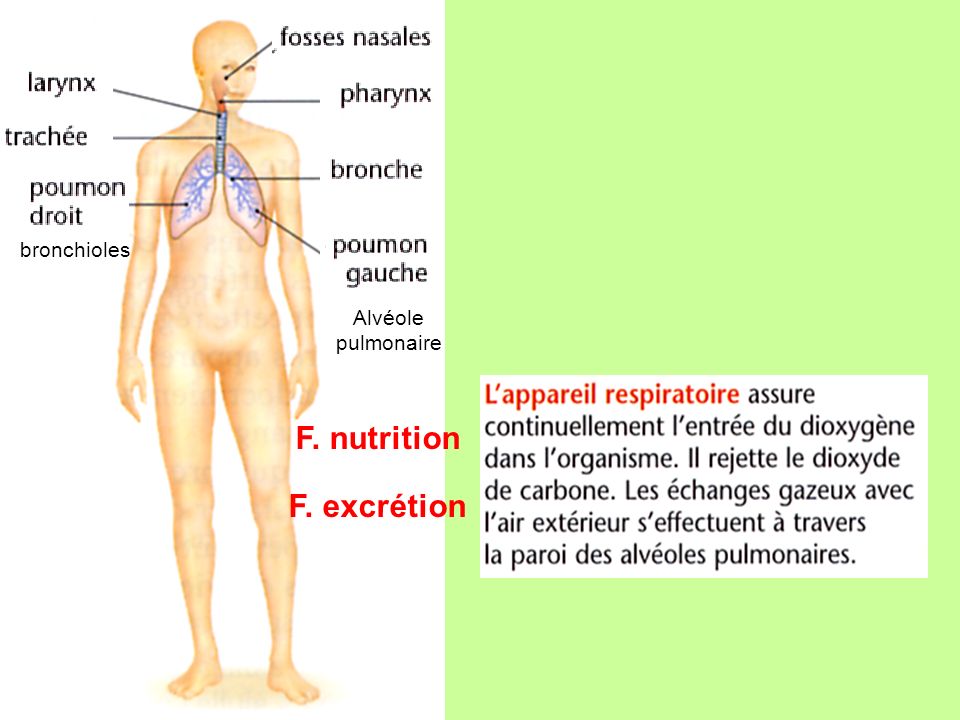 F. nutrition F. excrétion