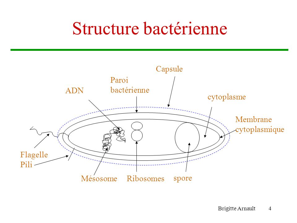 Structure bactérienne