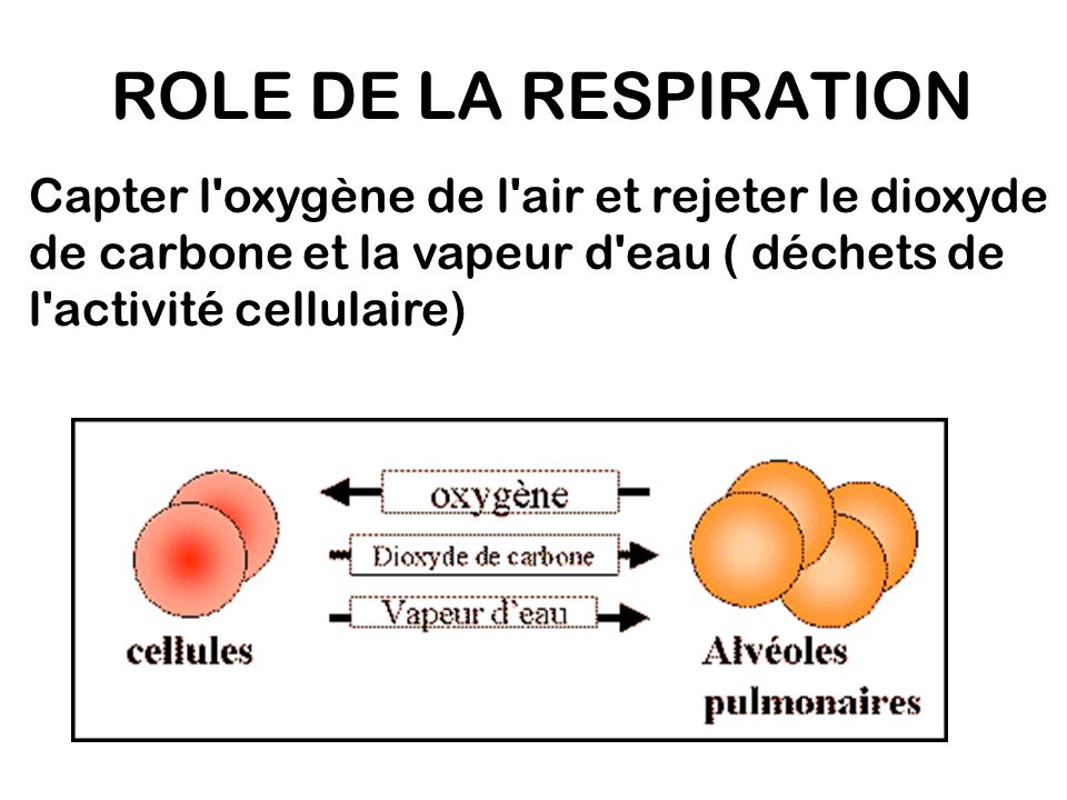 ROLE DE LA RESPIRATION Capter l oxygène de l air et rejeter le dioxyde de carbone et la vapeur d eau ( déchets de l activité cellulaire)