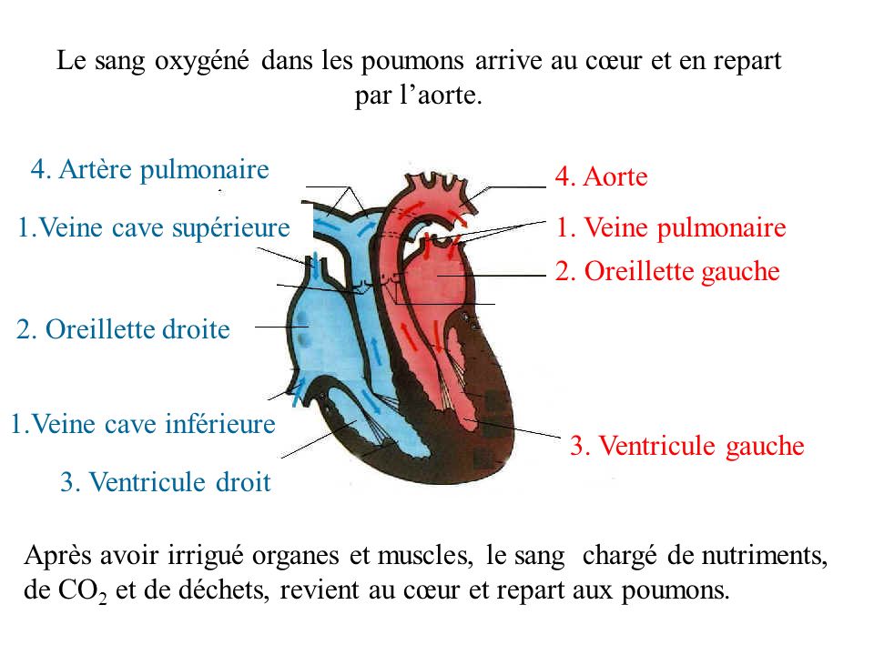 Le sang oxygéné dans les poumons arrive au cœur et en repart par l’aorte.