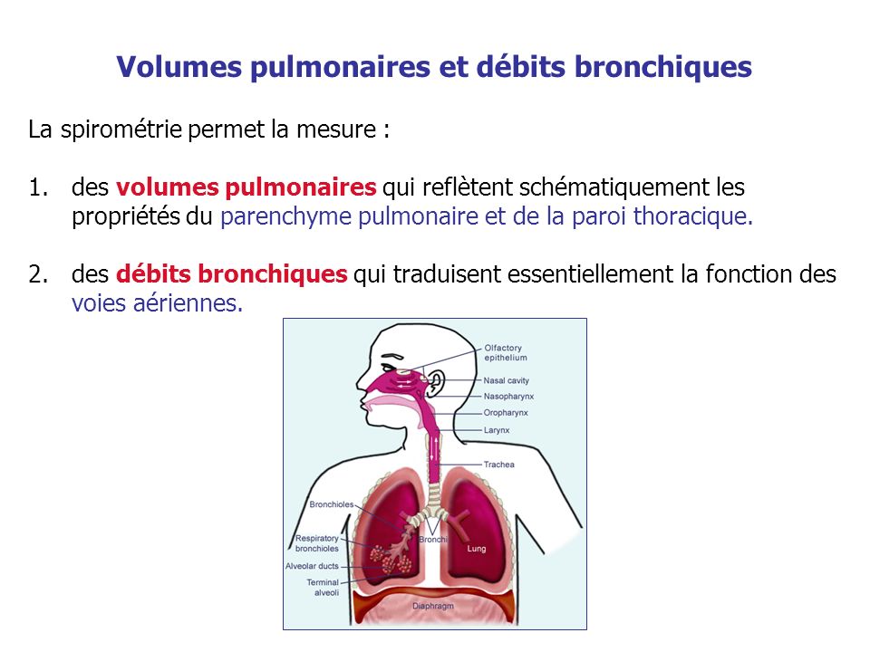 Volumes pulmonaires et débits bronchiques