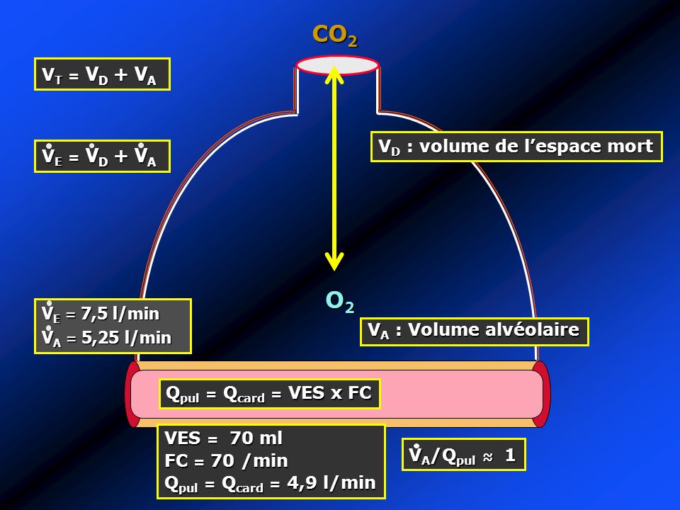CO2 O2 VT = VD + VA VD : volume de l’espace mort VE = VD + VA
