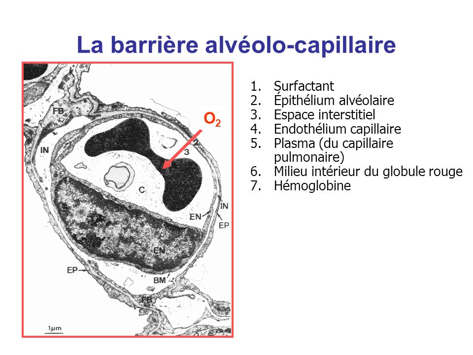La barrière alvéolo-capillaire