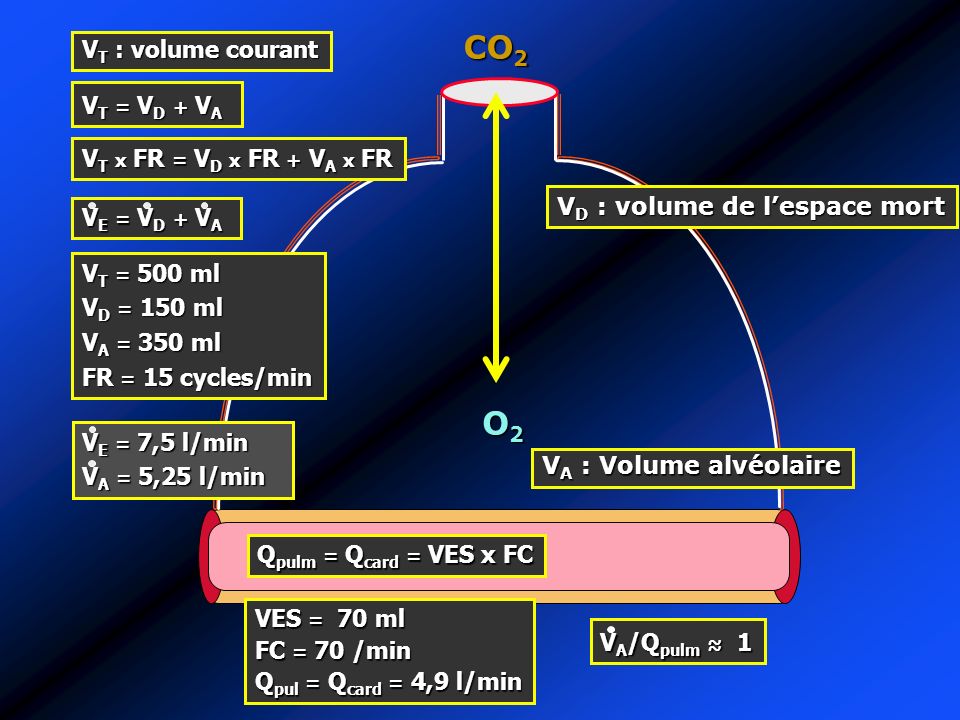 CO2 O2 VT : volume courant VT = VD + VA VT x FR = VD x FR + VA x FR