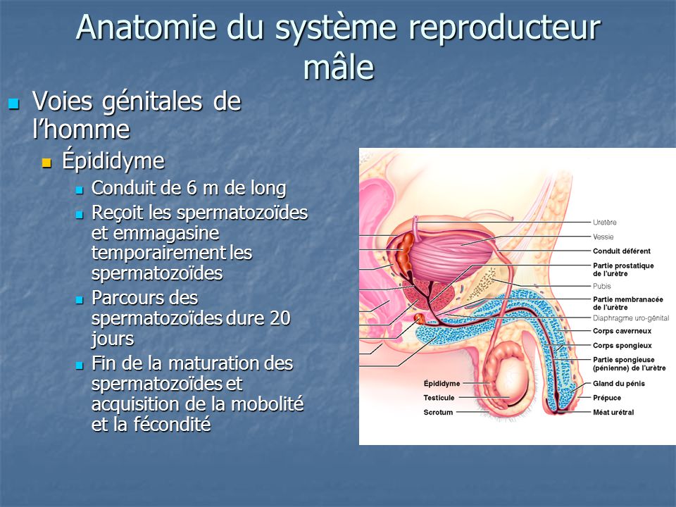 Anatomie du système reproducteur mâle