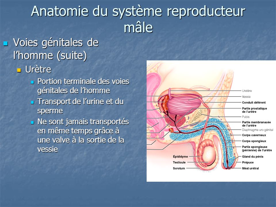 Anatomie du système reproducteur mâle