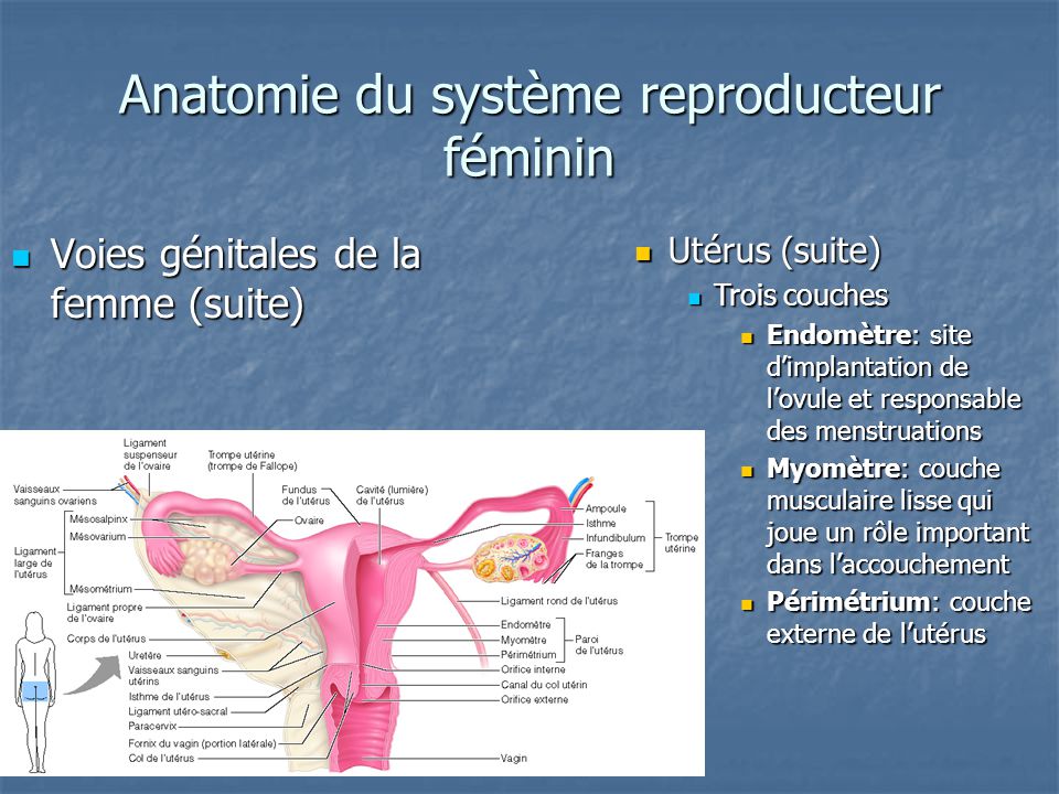 Anatomie du système reproducteur féminin