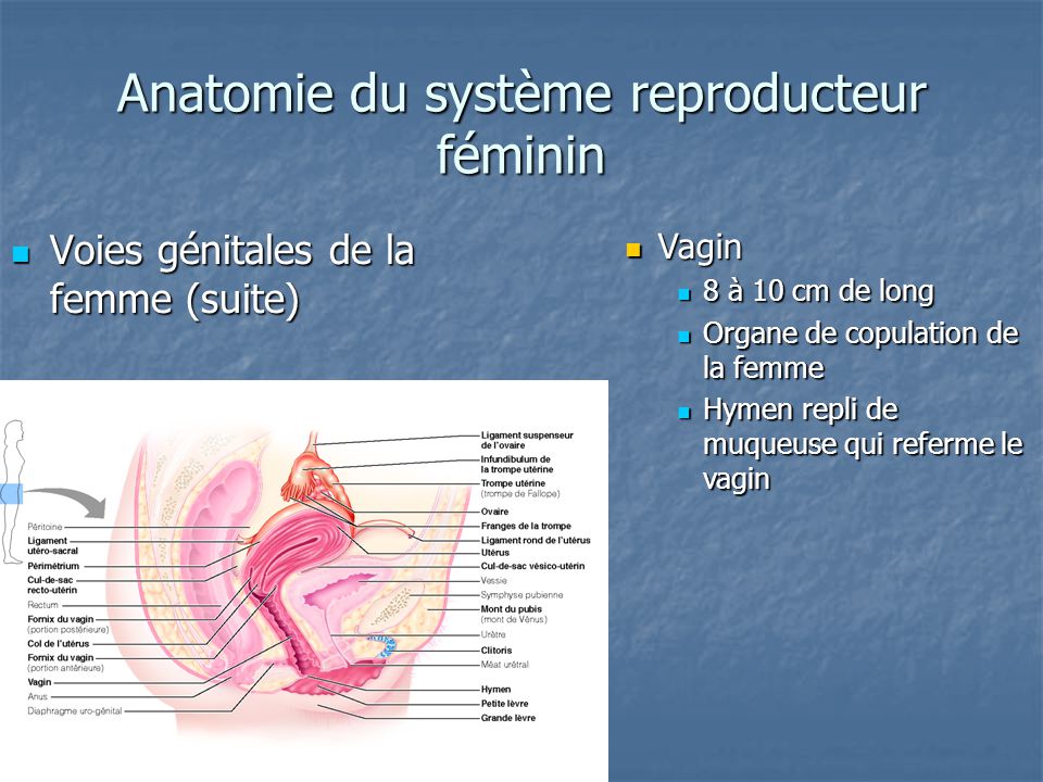 Anatomie du système reproducteur féminin