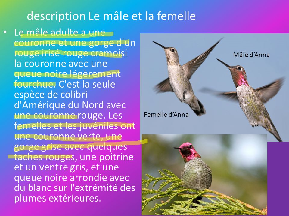 Les femelles colibris imitent le plumage des mâles pour éviter le