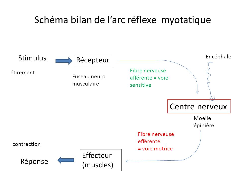 Le Réflexe Myotatique Un Exemple De Commande Réflexe Du Muscle