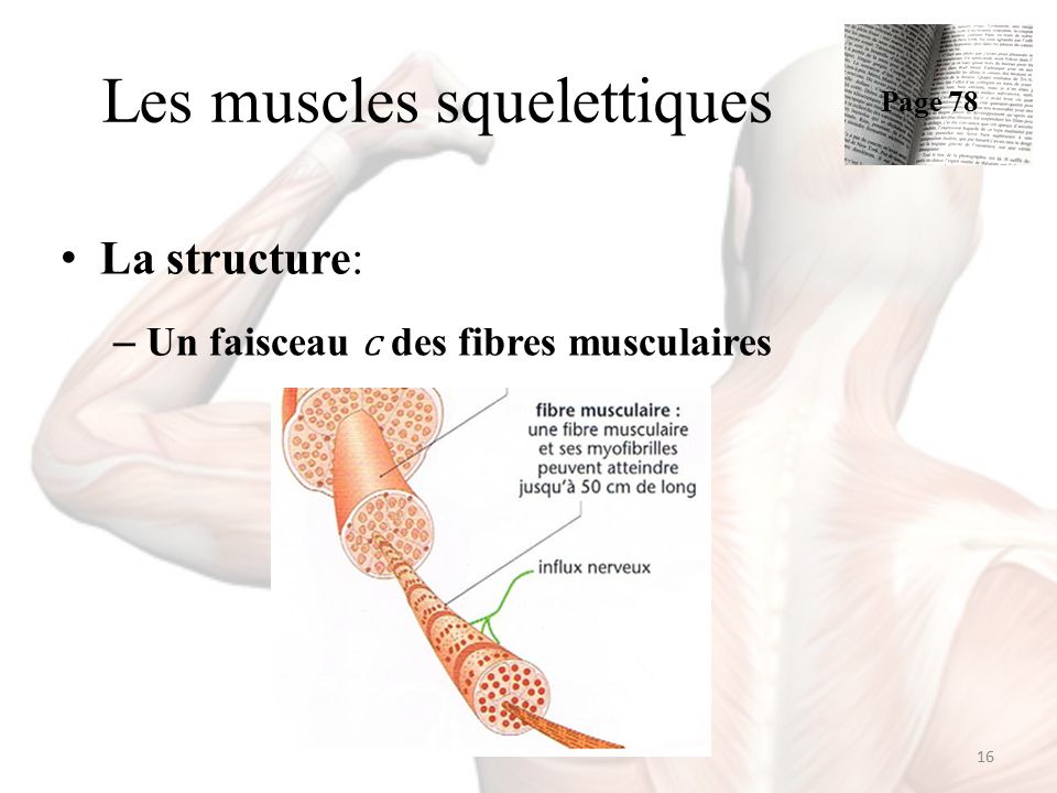 Le système musculaire & le dopage - ppt télécharger